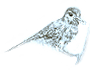 blue bird